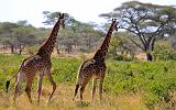 TANZANIA - Serengeti National Park - Giraffe - 5